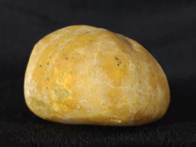 Plesiaster tranghayensis (LAMBERT 1936) - Bild &copy; FossNet FossilienStore